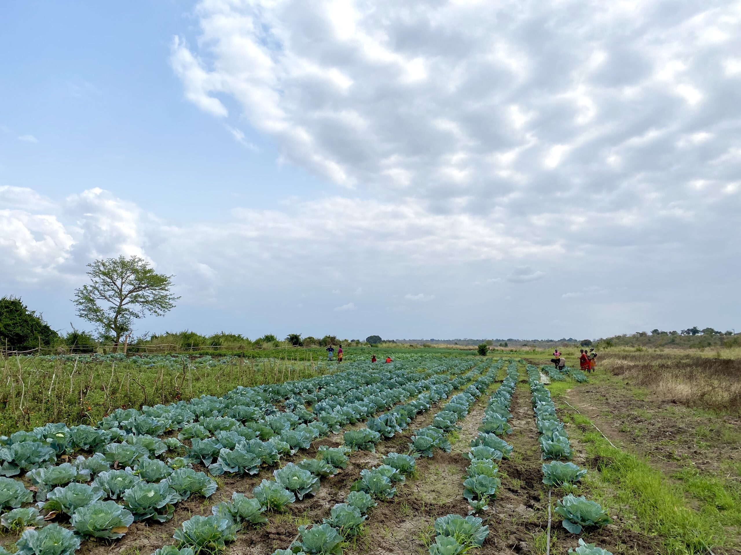 Agriculture