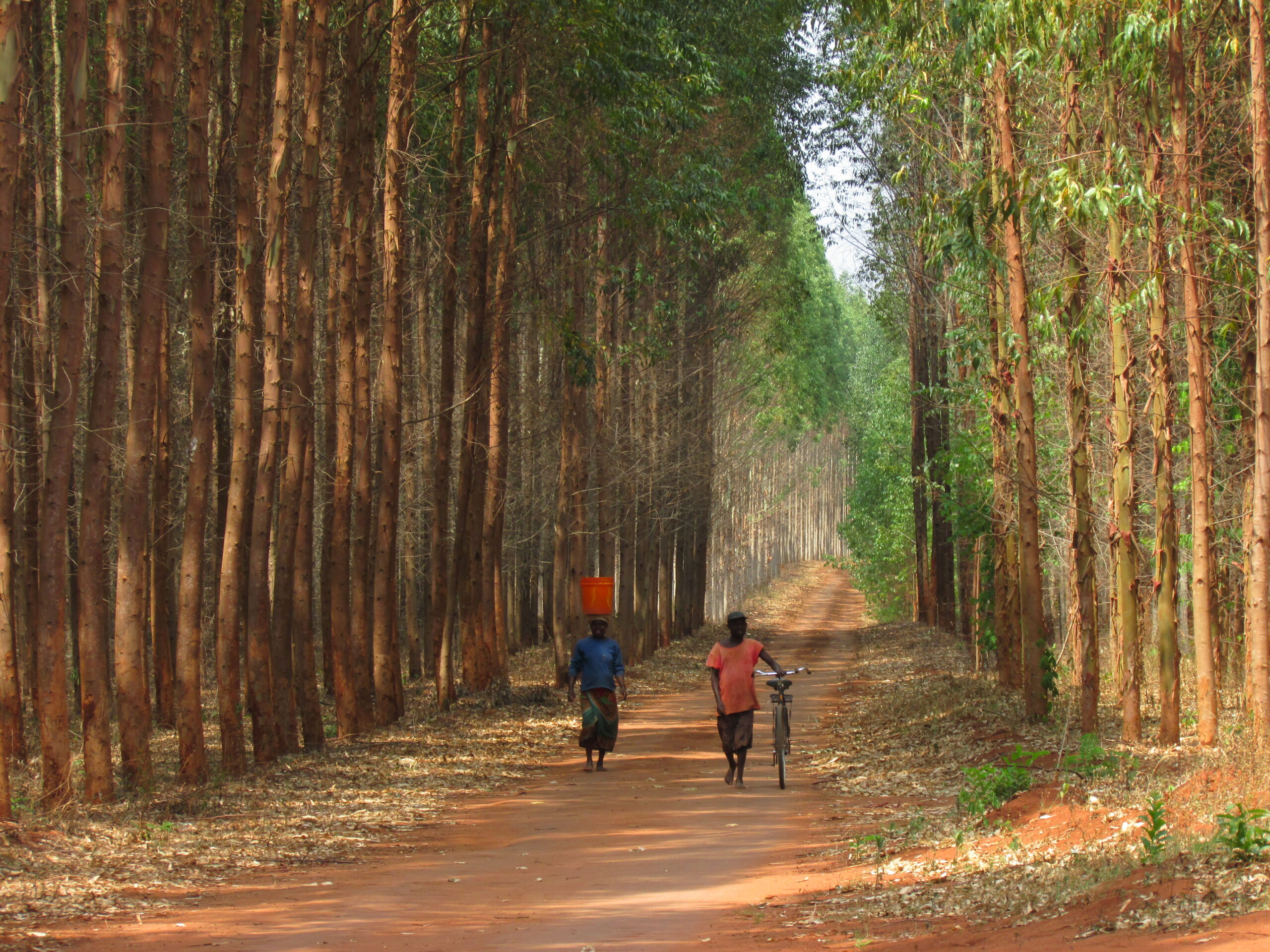 Forestry